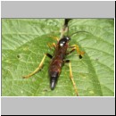 Ichneumon inquinatus - Schlupfwespe m074b 18mm-fdet02b-Joel Valemberg.jpg